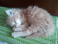 Tigre a 1 mese e mezzo.